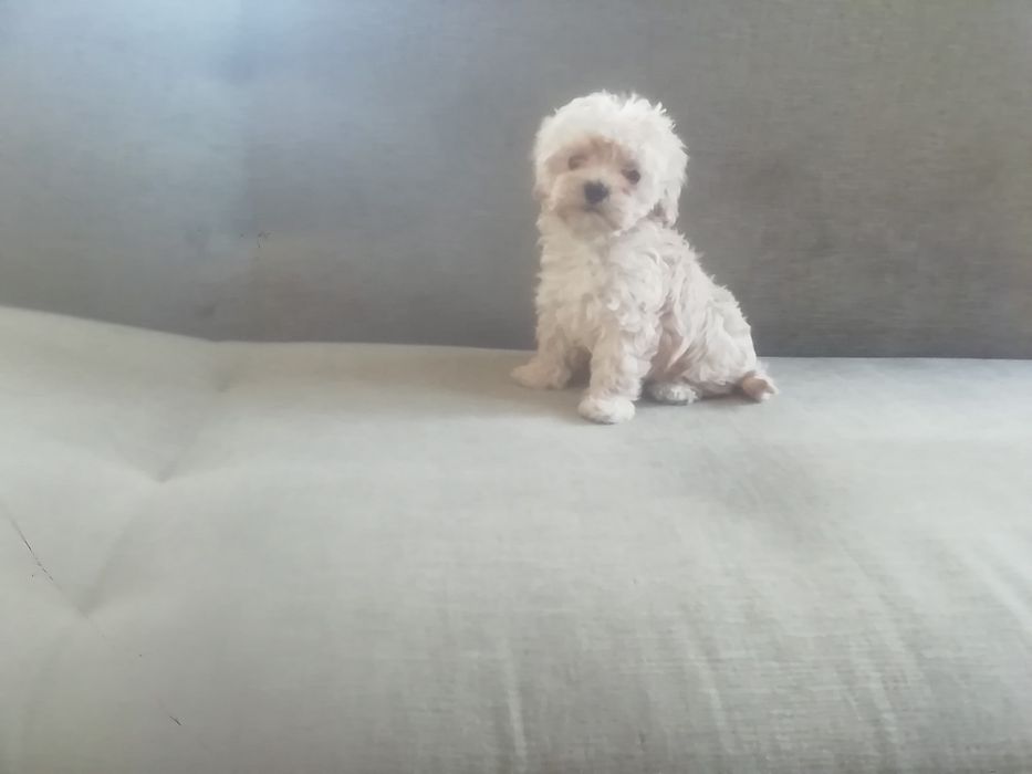 Maltipoo suczka śliczna po pudlu toy mini szczepiona 8 tygodni