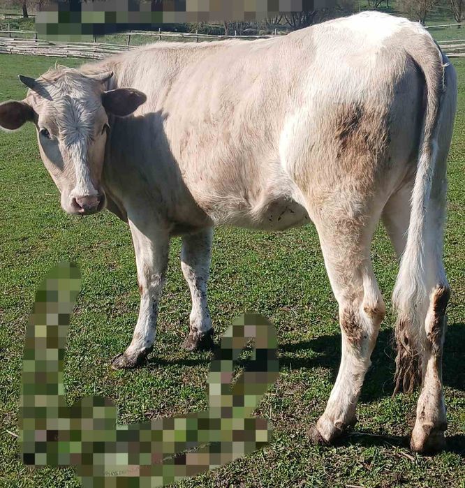 Продається теличка