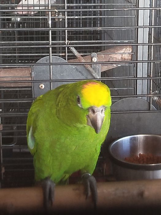 Amazona ochrocephala