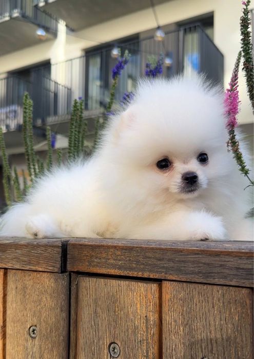 Szpic miniaturowy elite pomeranian