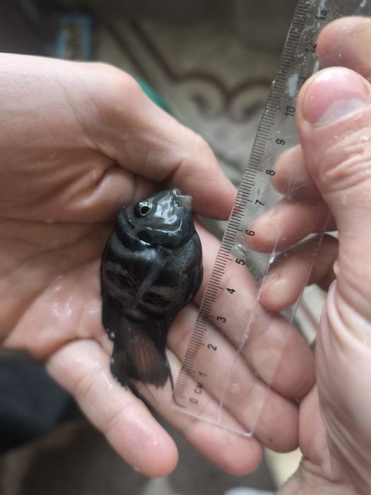 Сапфировый попугай