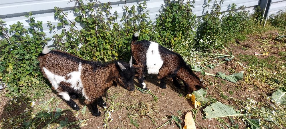 Cabritos Anões para Venda