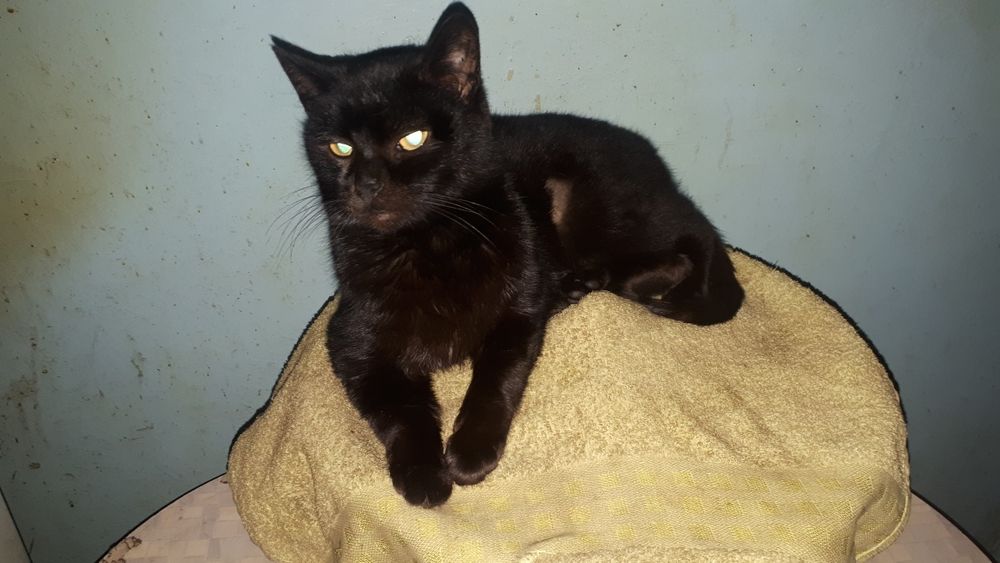 Кiшка Чуча чорна перлинка вiк 1 рiк Стерiлiзована