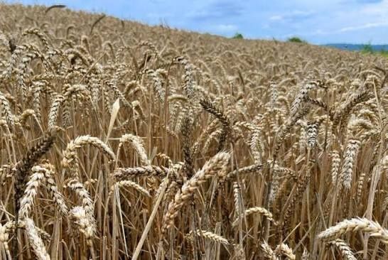 Sprzedam przenice  50 ton