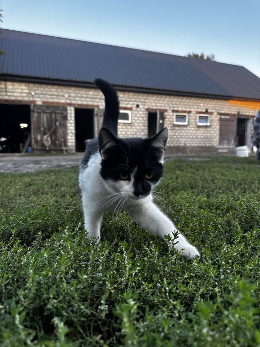 oddam kotki w dobre ręce!