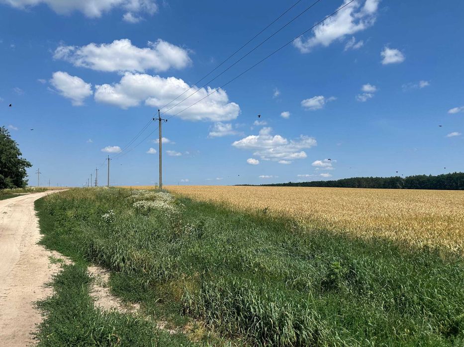 Продаж 335 соток біля лісу