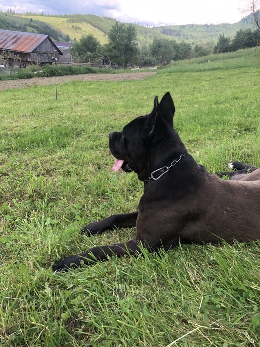 Вʼязка Кане-Корсо