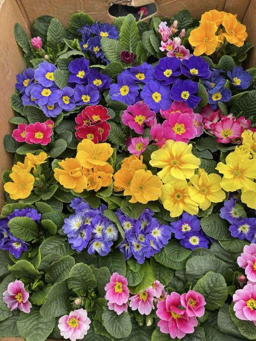 Продам оптом квіти: цикламен,крокус,примула,геоцинт,цинерарія,лютик