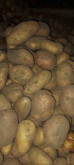 Картопля харчова!