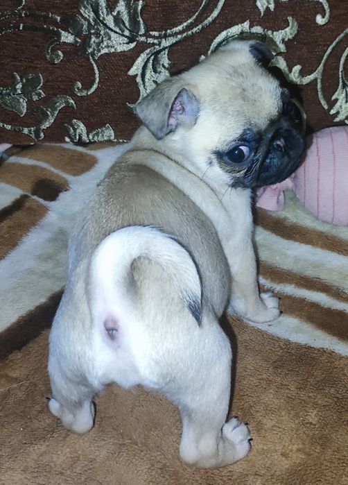 Мопсята- дитинчата