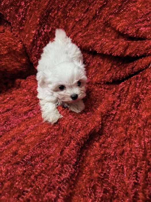 Bichon Maltês mini