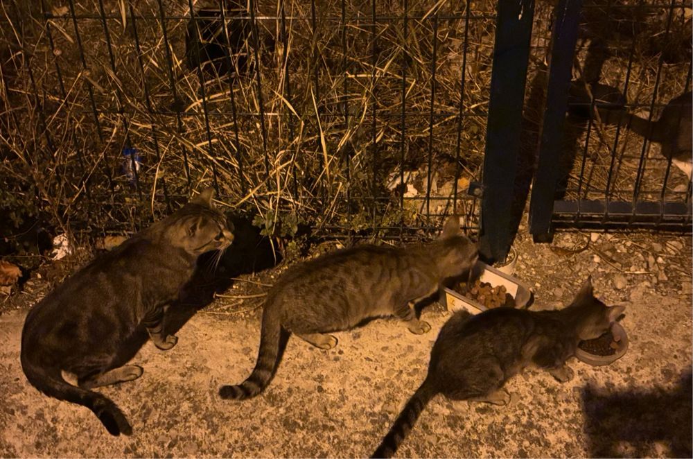 Gatos para adoção