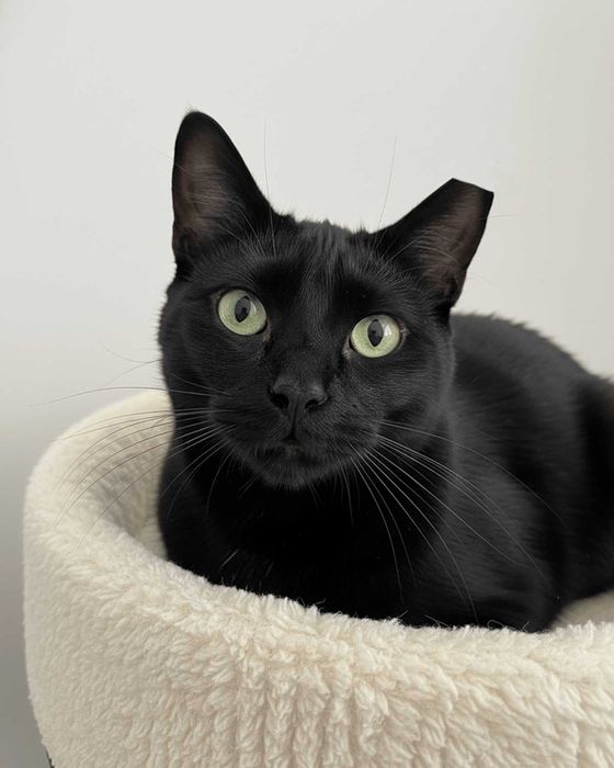 Setúbal / Margem Sul — LINDA, gatinha para adoção