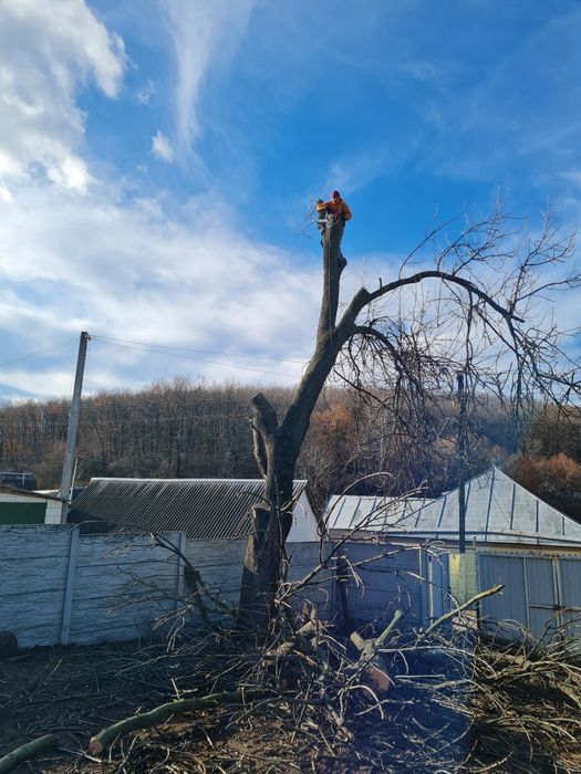 Спил деревьев обрезка веток любой сложности