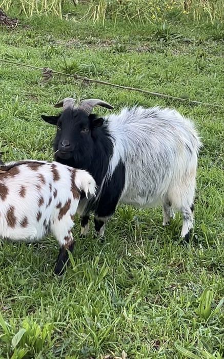 Cabra anã - Macho.