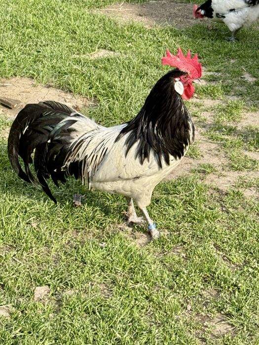 Jaja lęgowe Lakenvelder Lakenfelder