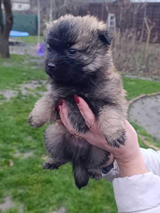 Цуценята метис в хороші руки