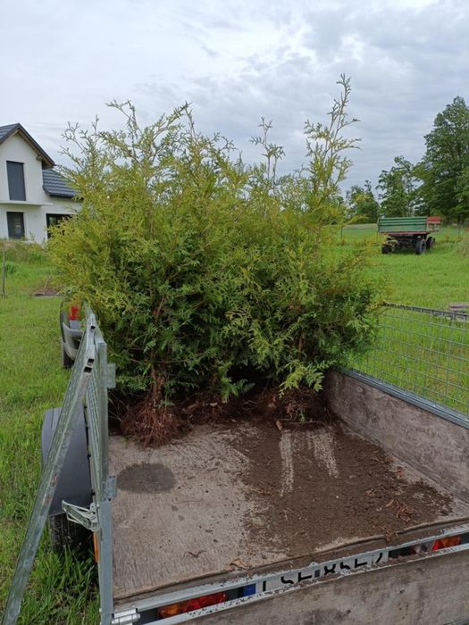 Tuje brabant i kurnik!! SPRZEDAM!!12zl/ szt.