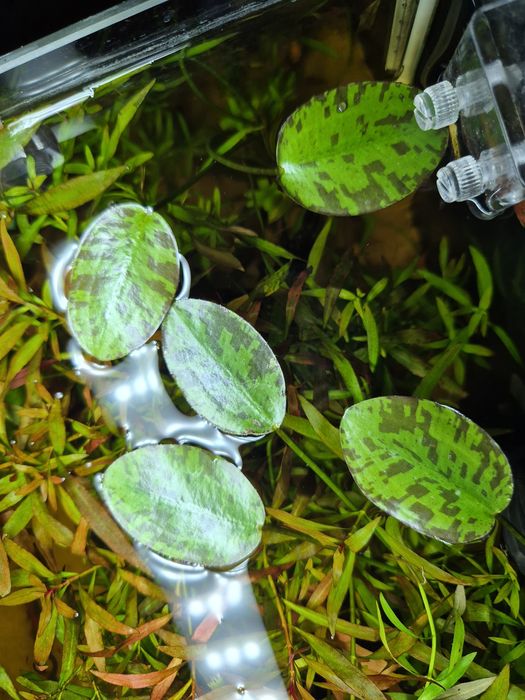 Hydrocleys nymphoides