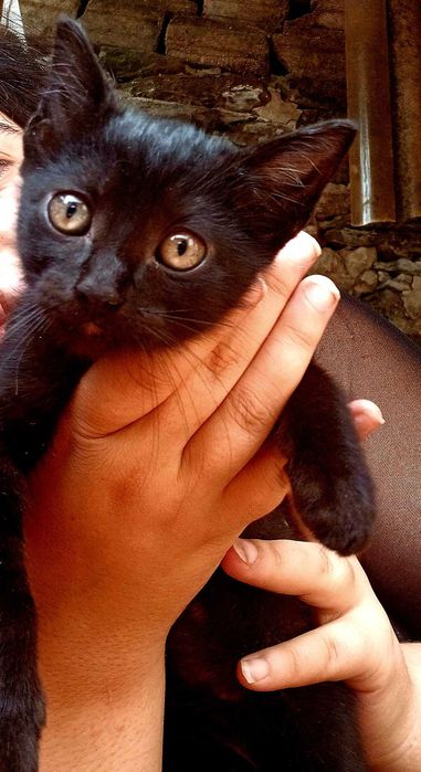Adocao gatos bebes