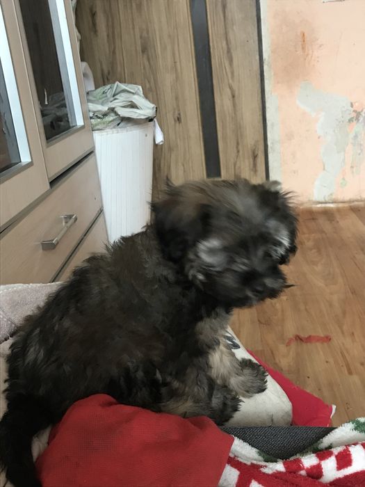 Szukam pieska (podobnego na zdjeciu) w powiacie gliwickim