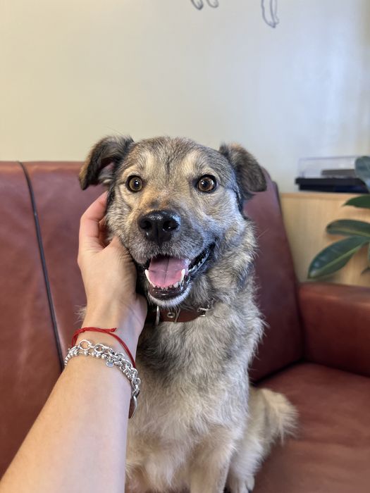 Бруня шукає дім, стерилізована