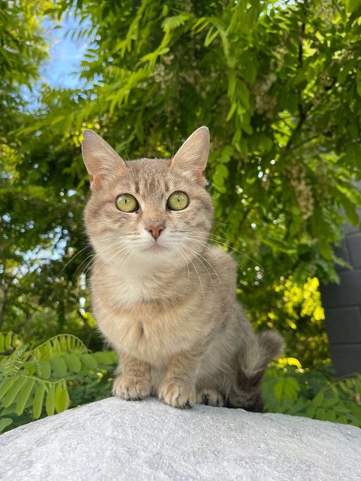 Отдам даром в добрые руки кошечку