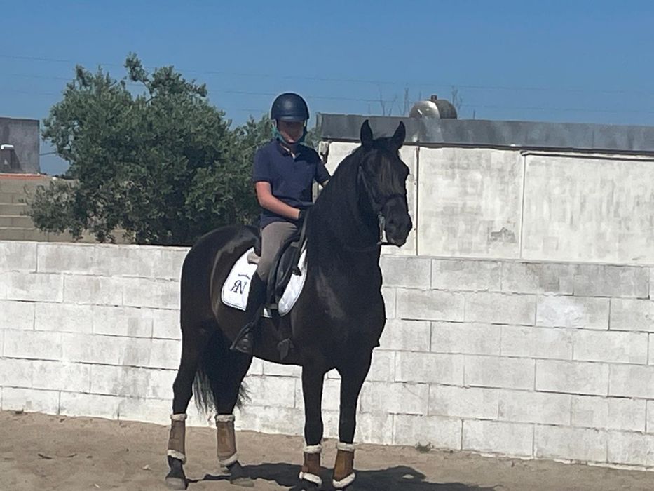 Cavalo PRE (Pura Raça Espanhola)