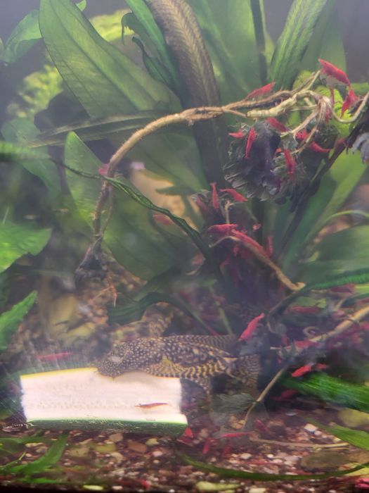 Krewetki red scherry.