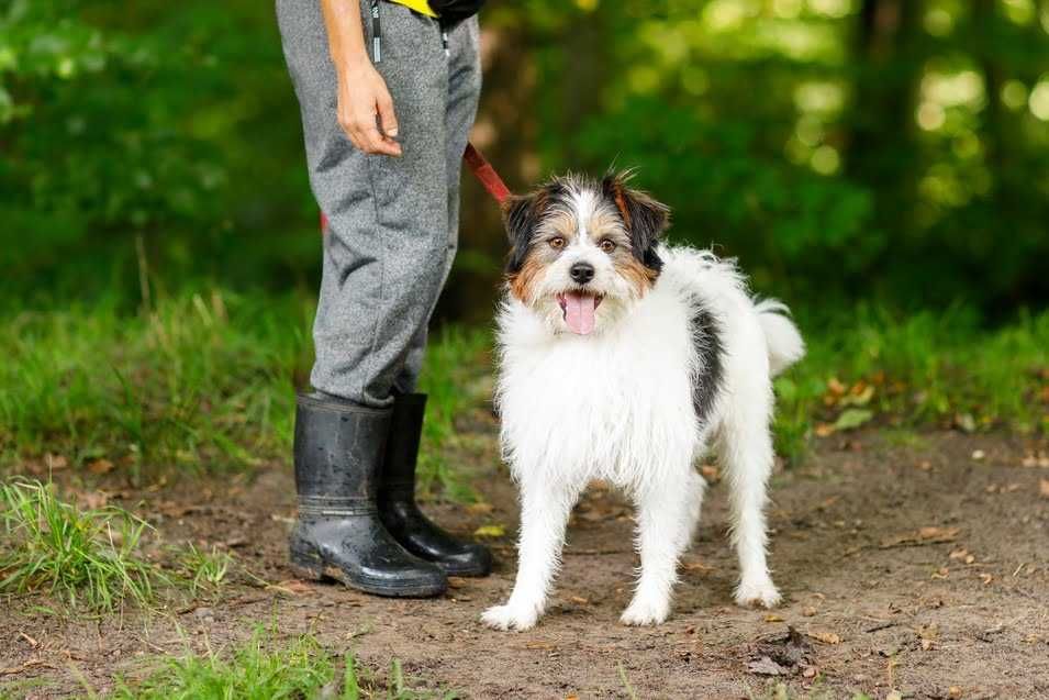 KOCHANy - jak misio - 2-letni, nieduzy, lagodny