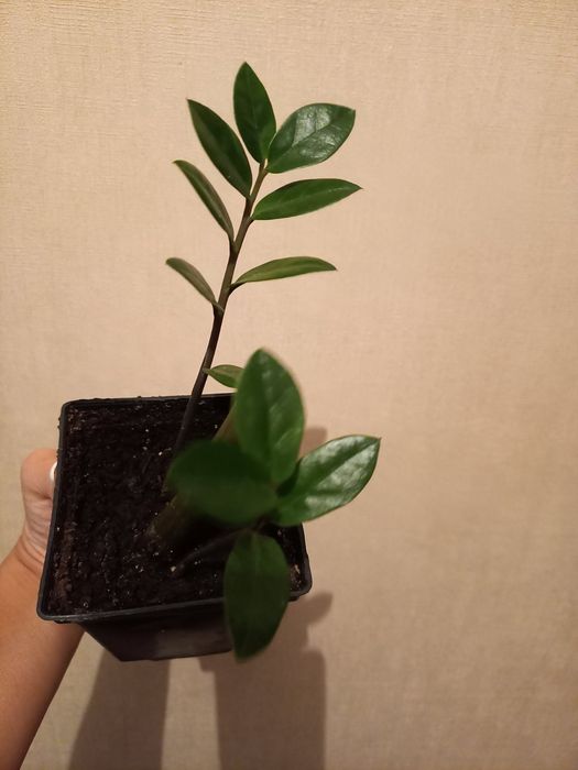 Замиакулькас долларовое дерево  разные