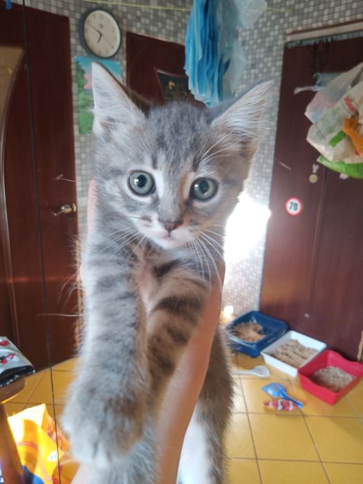 КОТЯТА ВІД британської КІШКИ