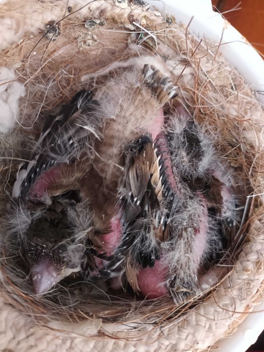 Bicos Grossudos  anilhados 2024/2025 (Outras aves)