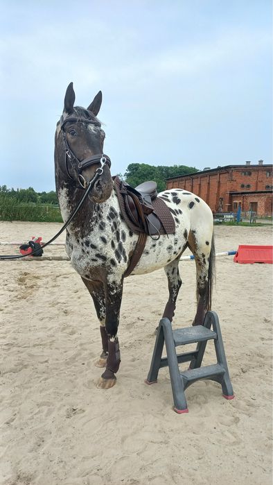 Siodło wszechstronne Kieffer brązowe 17-17,5 / 29 / M(32 wg. Prestige)