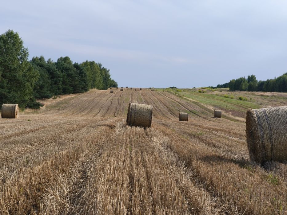 sprzedam słomę, słoma, beloty 140 cm