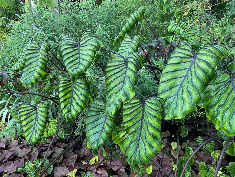 Colocasia Pharaos Mask