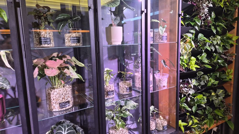 Nadwyżki roślin pędówki Epiprenium,Syngonium ...