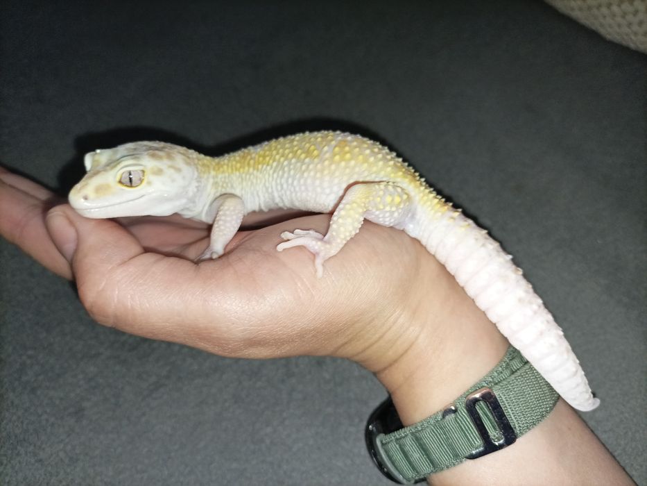 Gekon lamparci samica W&Y TA