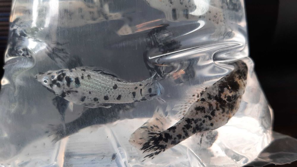 molinezja księżycowa nakrapiana