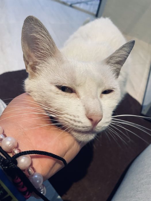 Gatinha branca para adocao