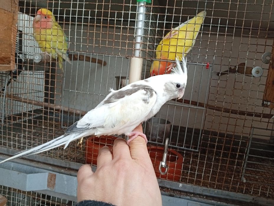 Caturra criada á mão