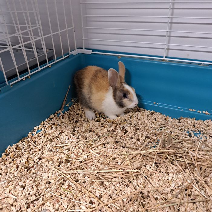 Królik karzełek w GRUBY KOCUR sklep zoologiczny w Rzeszowie