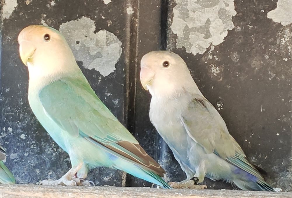 Mandarins gigantes e outros