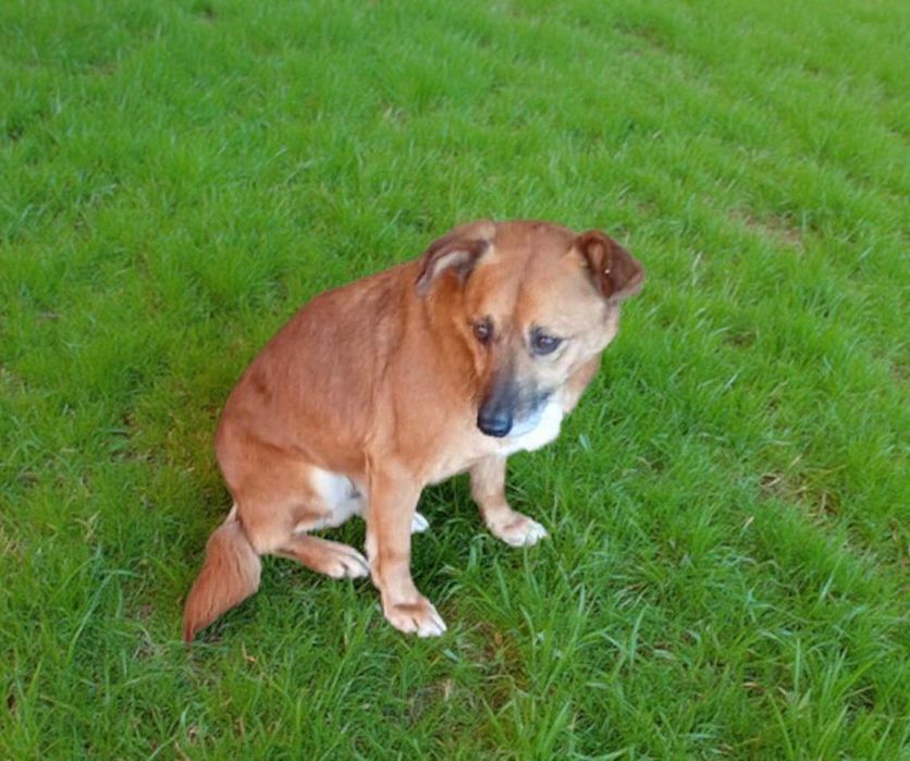 Bardzo kochany pies szuka domku. Adopcja.