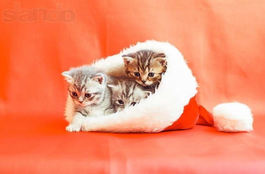 Роскошная породистая скоттиш-страйт девочка нарядного окраса,ШОУ данны