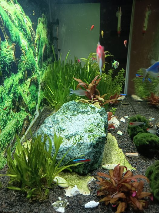 Akwarium grota kryjówka zbrojnik glonojad