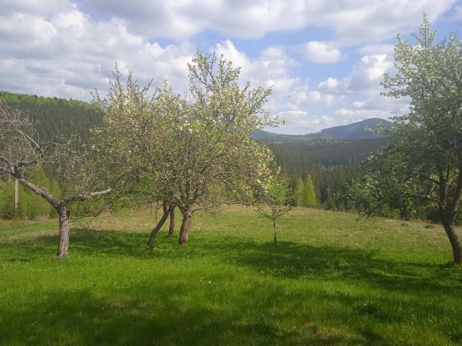 Продаж земельної ділянки під забудову с Вишків