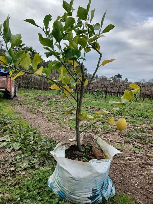 Vendo  Limoeiros