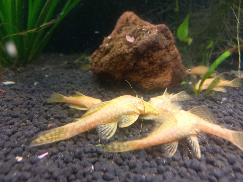 Zbrojnik glonojad albinos 10-12cm