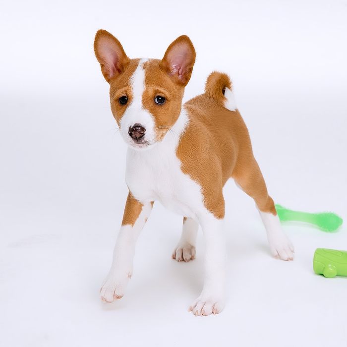 Щенок басенджи девочка 2024